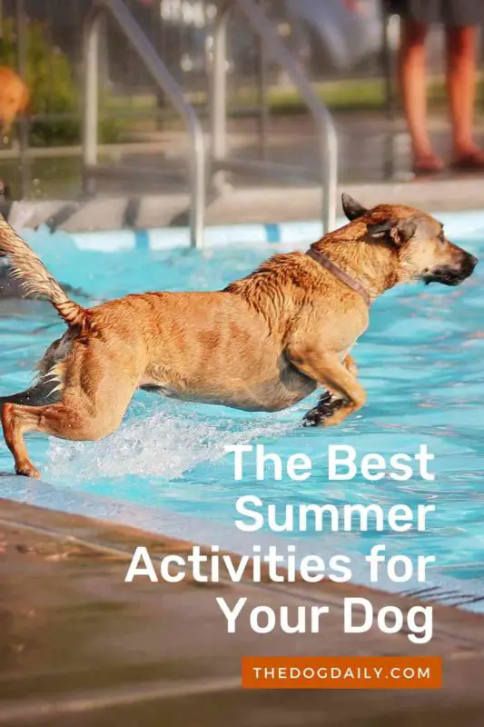 The Best Summer Activities for Your Dog thedogdaily