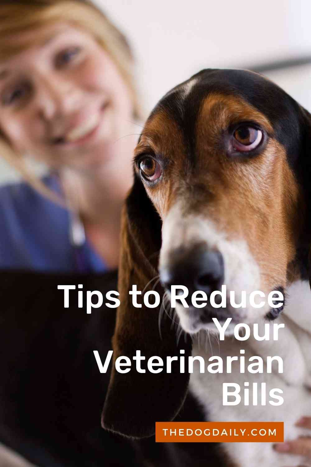 How to Save on Veterinarian Bills The Dog Daily