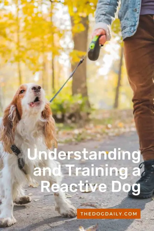 Understanding and Training a Reactive Dog thedogdaily.com