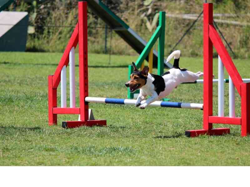 Is There Prize Money In Dog Agility
