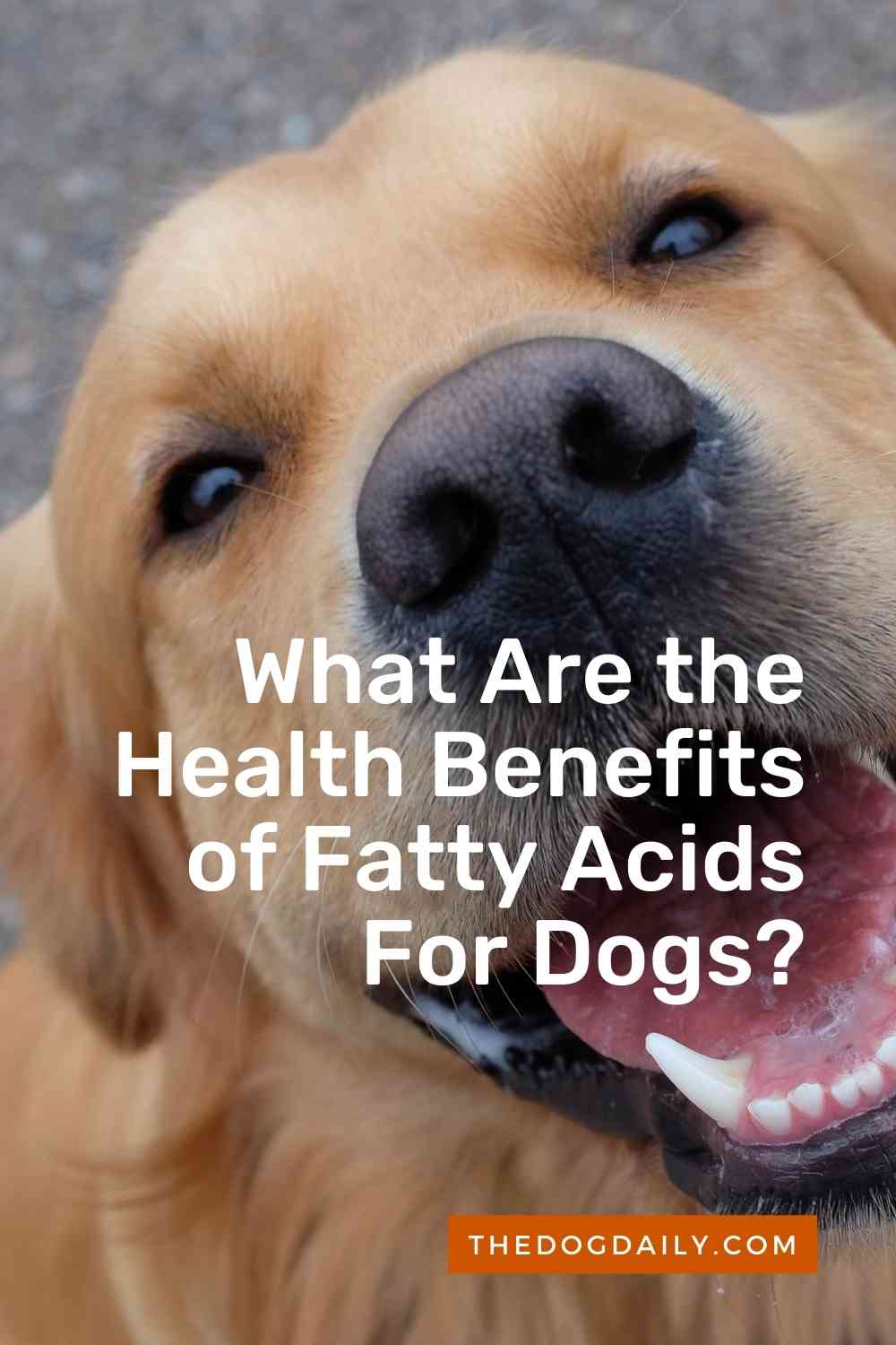 Fatty Acids Why Are They Important in Your Dog’s Diet