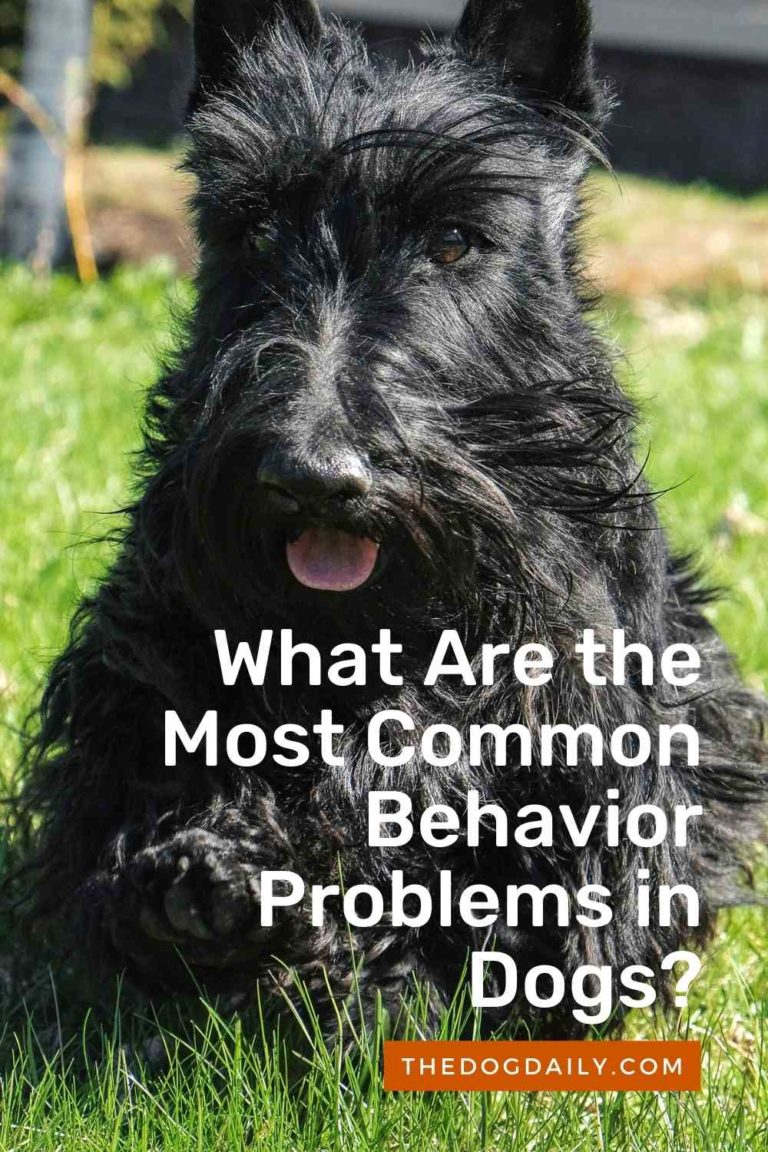 What Are the Most Common Behavior Problems in Dogs?