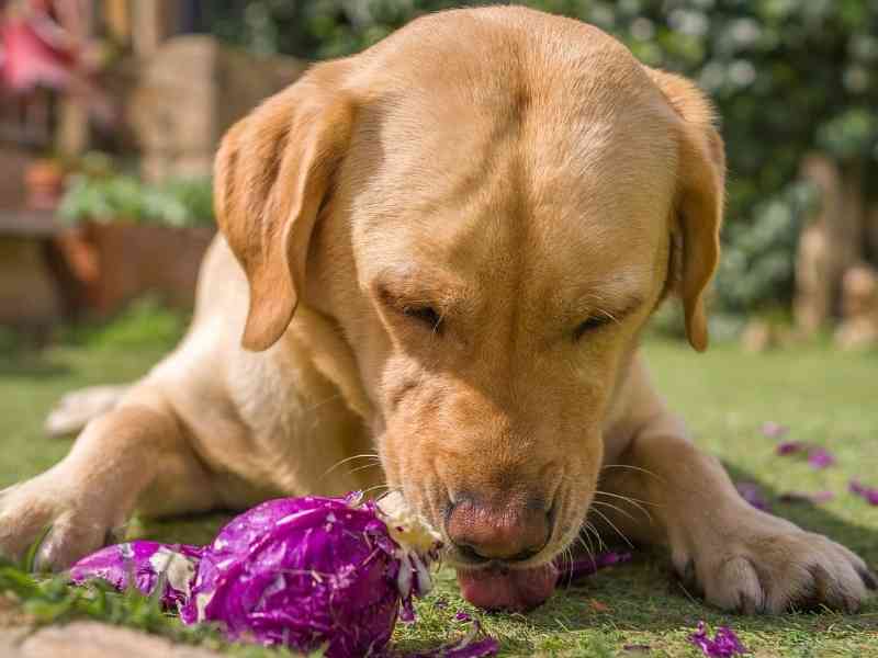 How Can I Tell If My Dog Has Swallowed A Foreign Object