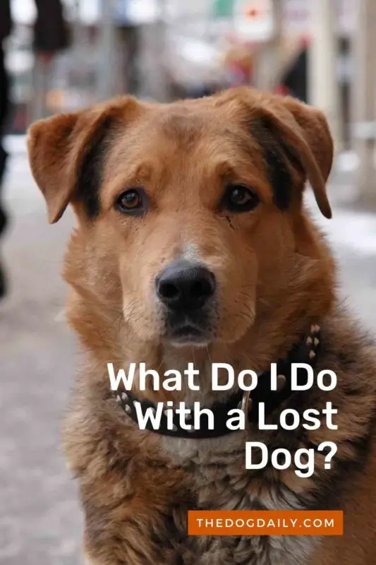 What Do I Do With a Lost Dog thedogdaily.com