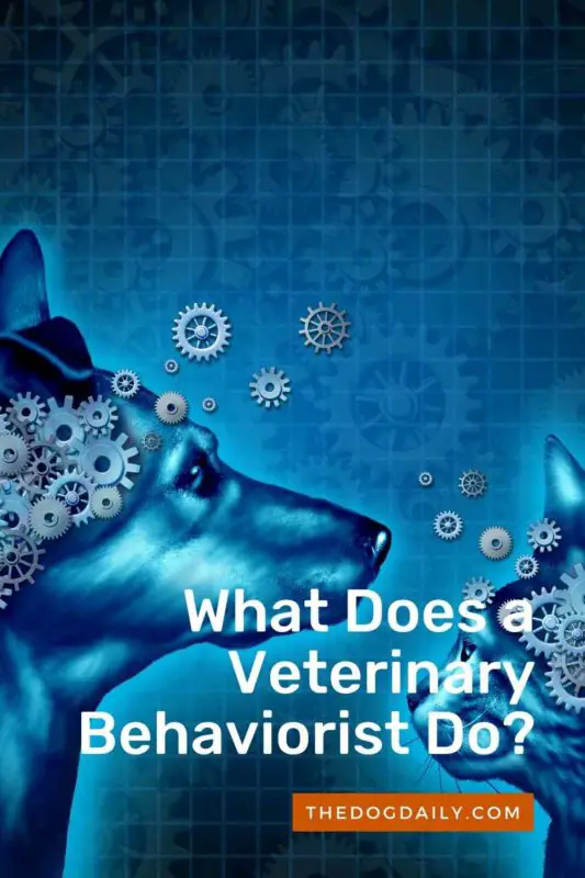 What Does a Veterinary Behaviorist Do thedogdaily.com