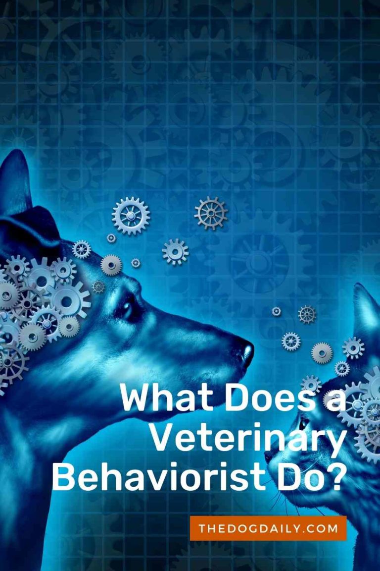 Does Your Dog Need a Veterinary Behaviorist?