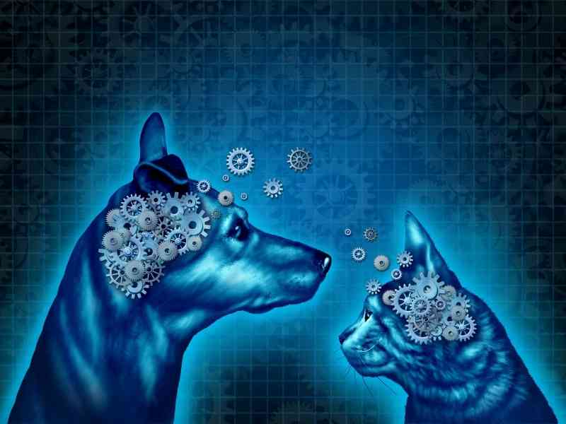 Does Your Dog Need a Veterinary Behaviorist?