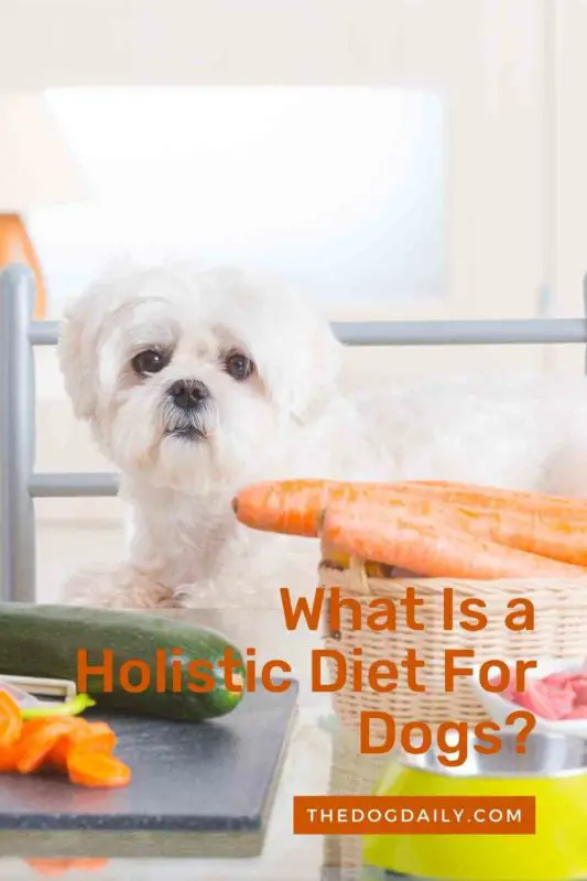 What Is a Holistic Diet For Dogs thedogdaily.com