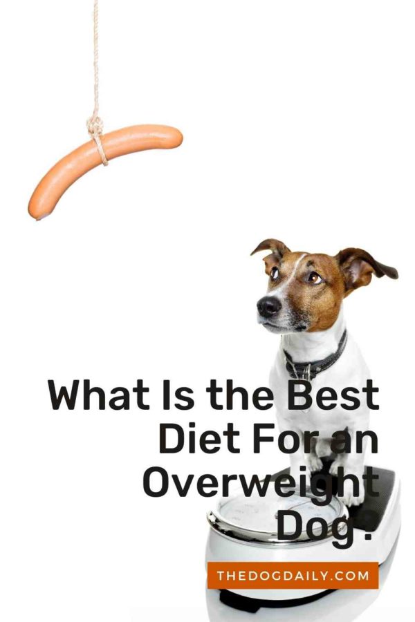 Weight Management Assistance For Your Dog