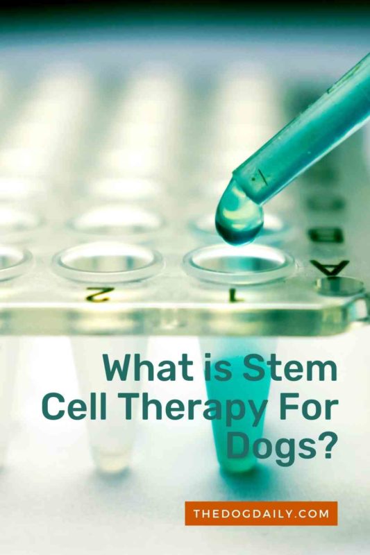 Stem Cell Research and Your Dog The Dog Daily