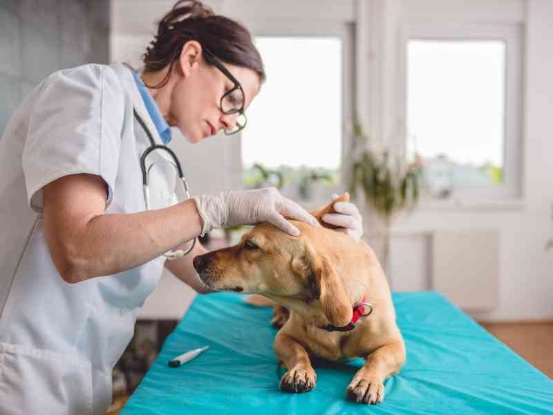 Roles Within Your Dog's Local Veterinarian Hospital