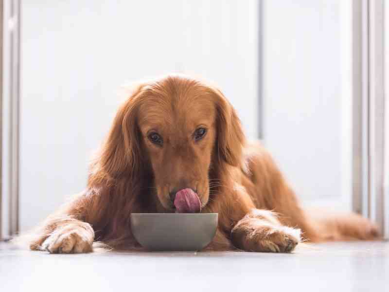 Why Does My Dog Guard Its Food, and How Do I Stop It?