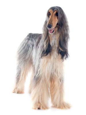 Afghan Hound thedogdaily.com