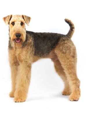 Airedale Terrier thedogdaily.com