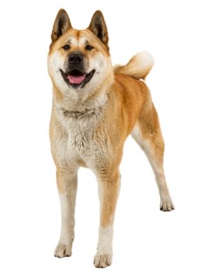 Akita thedogdaily.com
