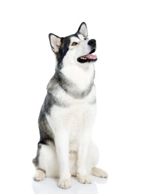 Alaskan Malamute thedogdaily.com