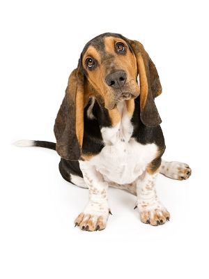 Basset Hound thedogdaily.com