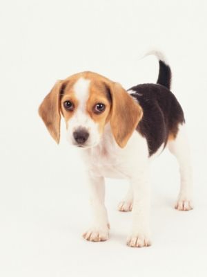 Beagle thedogdaily.com