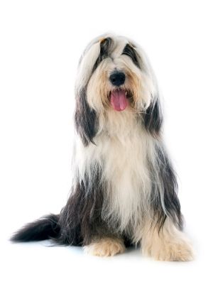 Bearded Collie thedogdaily.com