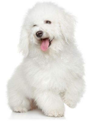 Bichon Frise thedogdaily.com