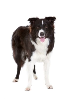 Border Collie thedogdaily.com
