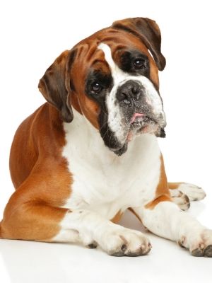Boxer thedogdaily.com