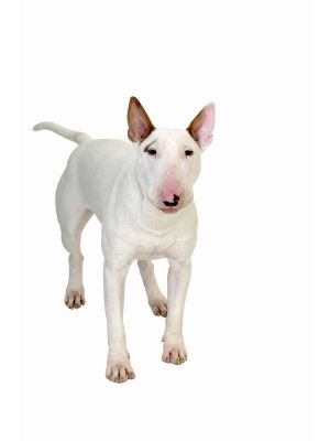 Bull Terrier thedogdaily.com