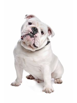 Bulldog thedogdaily.com