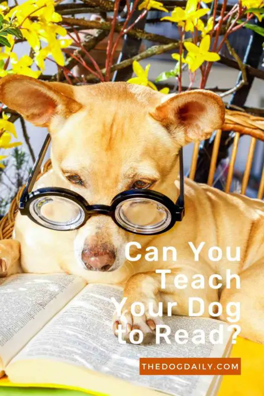 Can You Teach Your Dog to Read