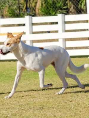 Canaan thedogdaily.com