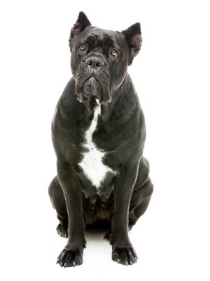 Cane Corso thedogdaily.com