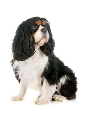 Cavalier King Charles Spaniel thedogdaily.com