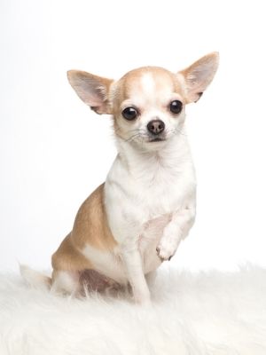 Chihuahua thedogdaily.com