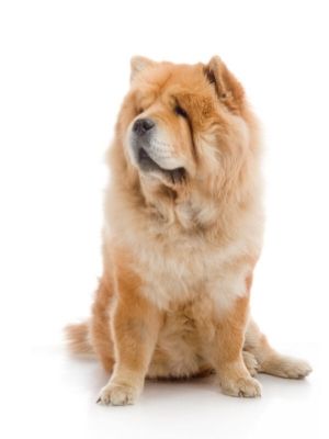 Chow Chow thedogdaily.com
