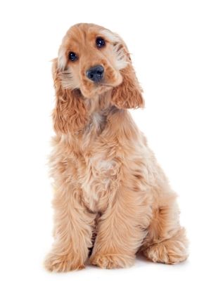 Cocker Spaniel thedogdaily.com