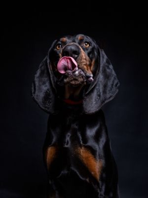 Coonhound thedogdaily.com