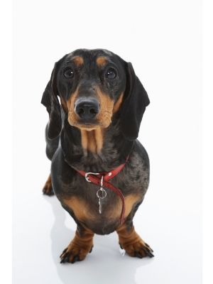 Dachshund thedogdaily.com