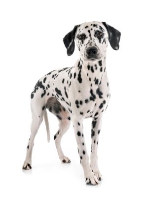 Dalmatian thedogdaily.com