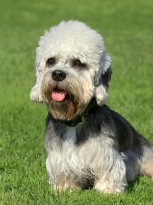 Dandie Dinmont Terrier thedogdaily.com
