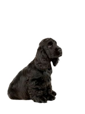 English Cocker Spaniel thedogdaily.com