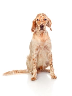 English Setter thedogdaily.com