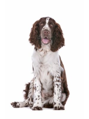 English Springer Spaniel thedogdaily.com