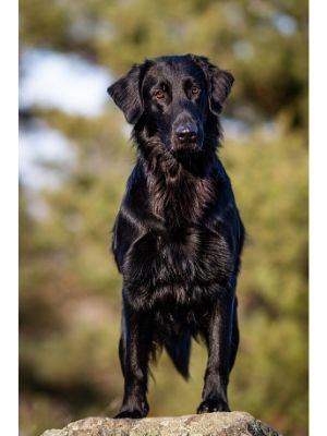 Flat-Coated Retriever thedogdaily.com