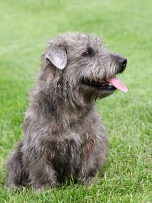 Glen of Imaal Terrier thedogdaily.com