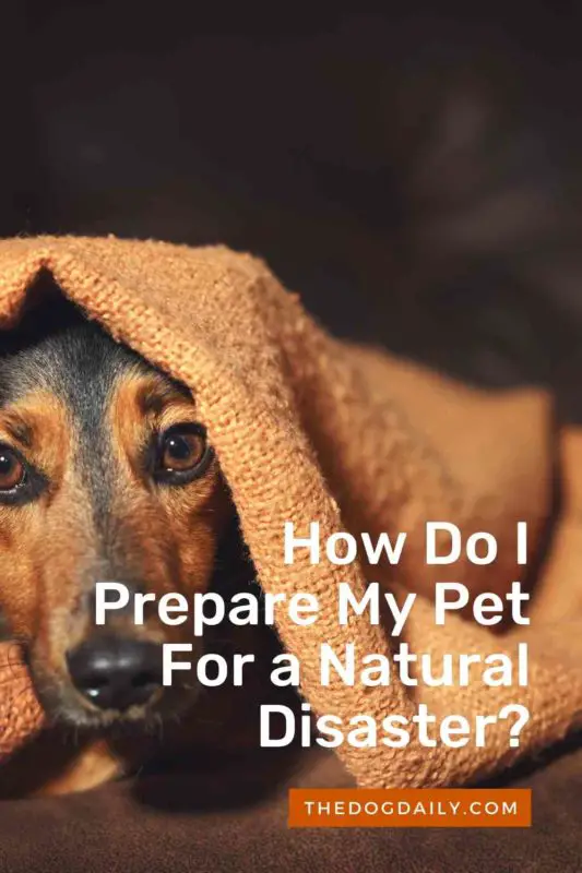How Do I Prepare My Pet For a Natural Disaster thedogdaily