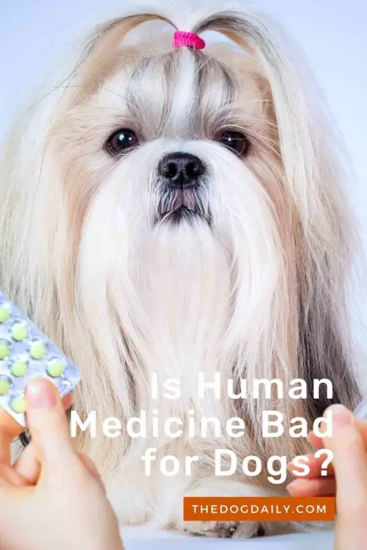 Is Human Medicine Bad for Dogs thedogdaily