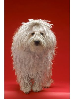 Komondor thedogdaily.com
