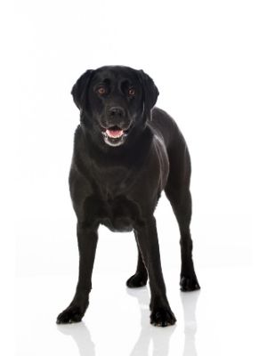 Labrador Retriever thedogdaily.com