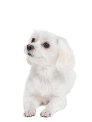 Maltese thedogdaily.com