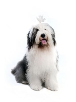 Old English Sheepdog thedogdaily.com